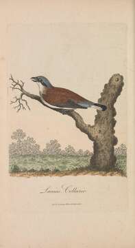 Image of Red-backed Shrike