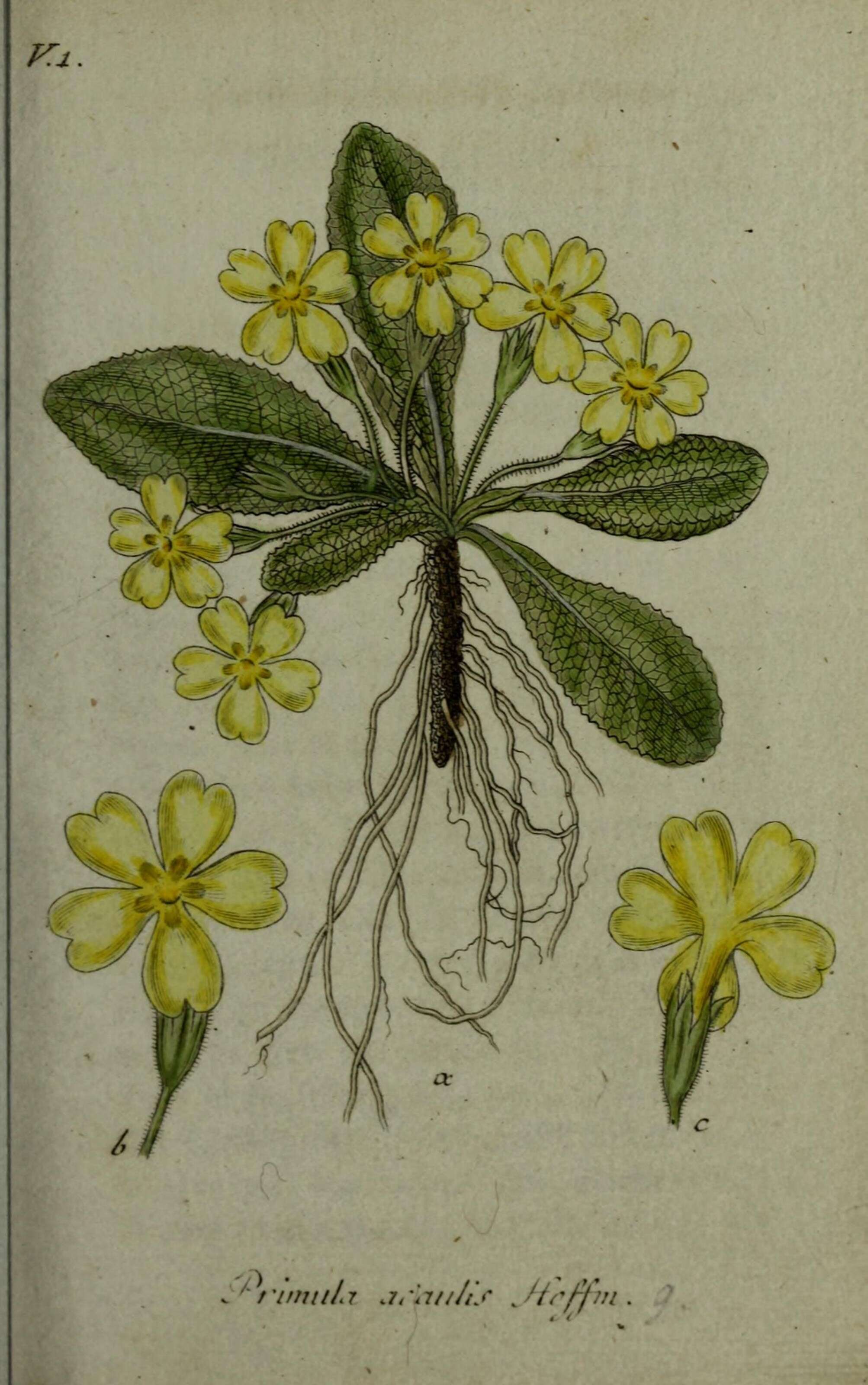 Image of primrose