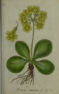 Image of Primula auricula L.