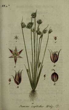 Image of dwarf rush