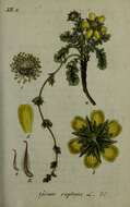 Image of Creeping Avens