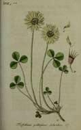 Image of Pale Clover