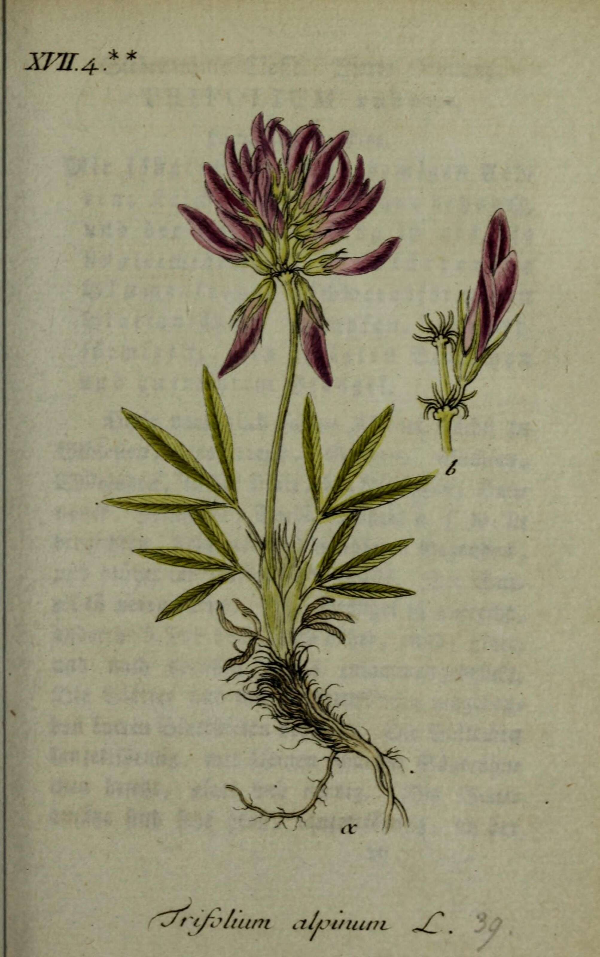 Image of alpine clover