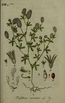 Image of Hare's-foot Clover