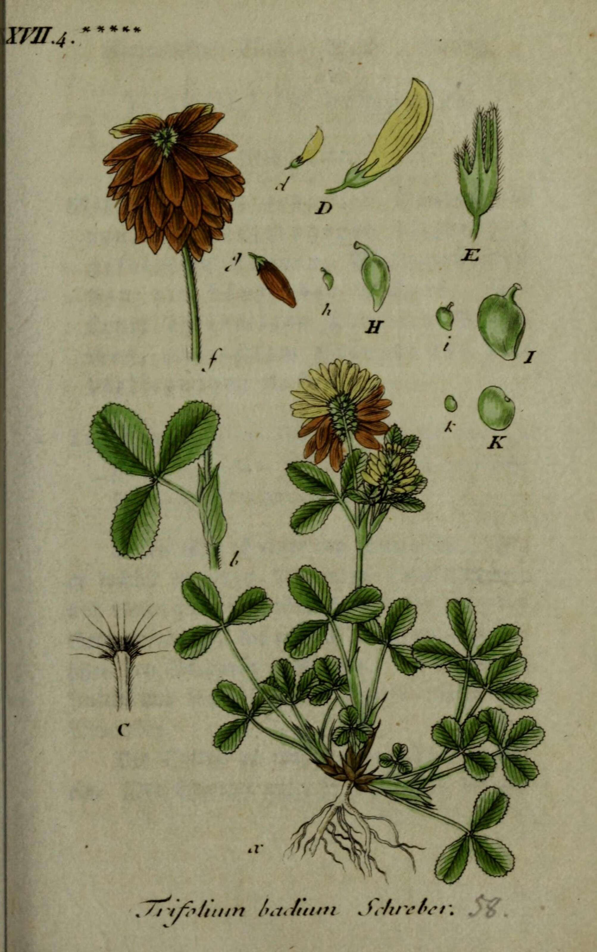 Image of brown clover