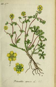 Image of Potentilla heptaphylla subsp. heptaphylla