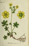 Image de Potentilla aurea L.