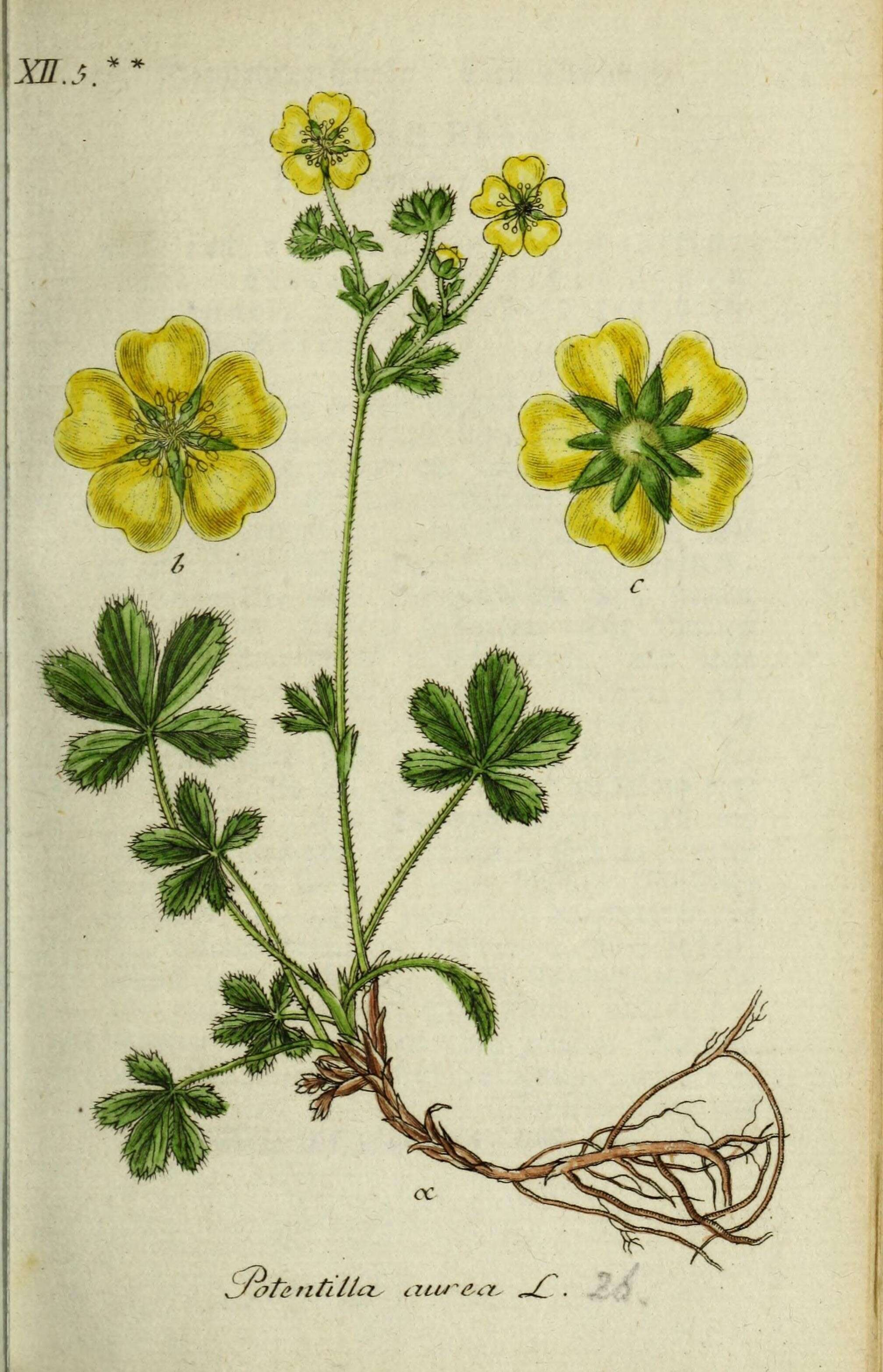 Image of Potentilla aurea L.