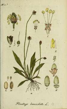 Image of Ribwort Plantain