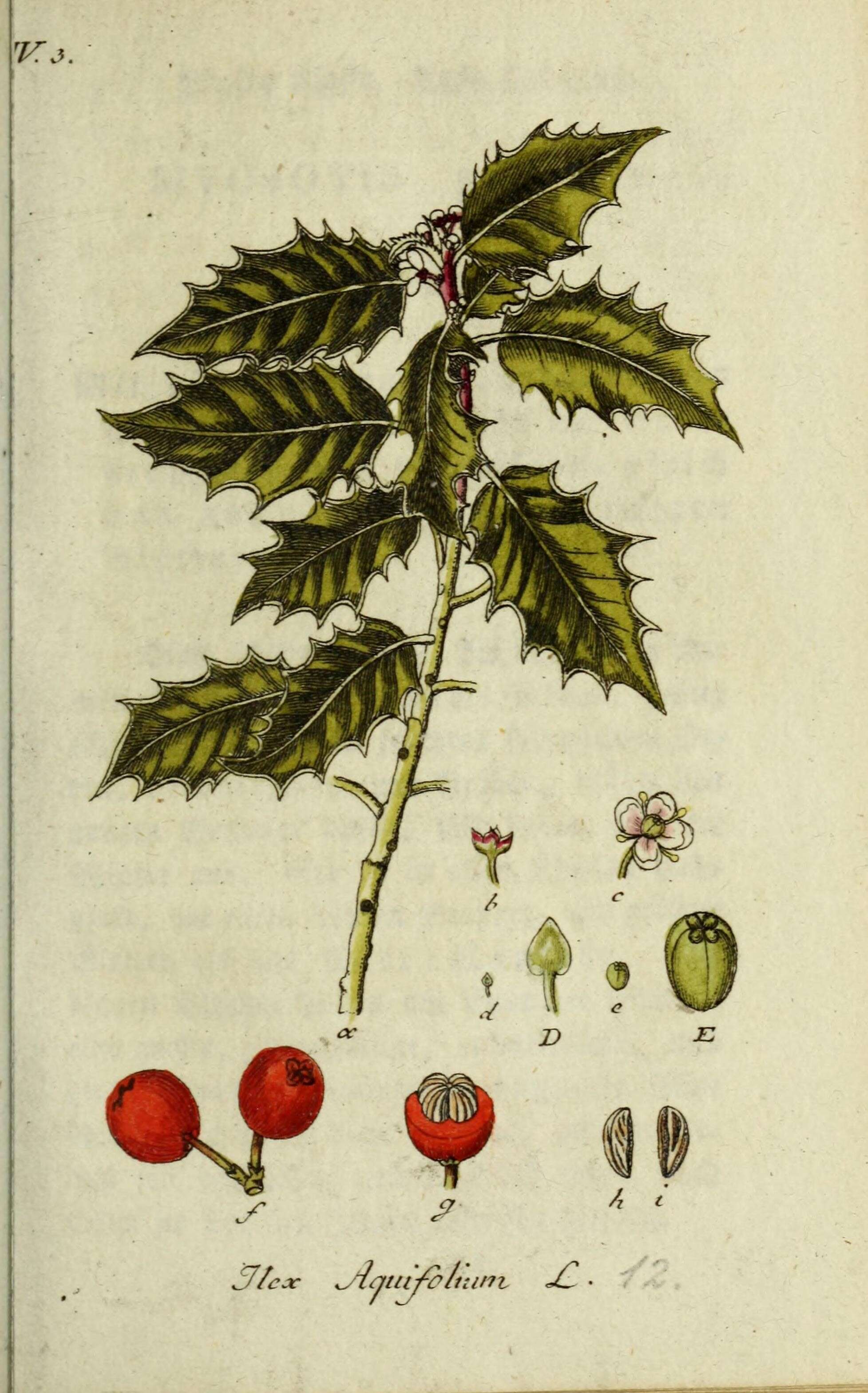 Ilex aquifolium L. resmi