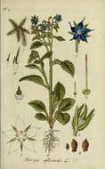 Image of borage