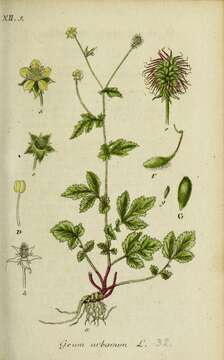 Image of Wood Avens