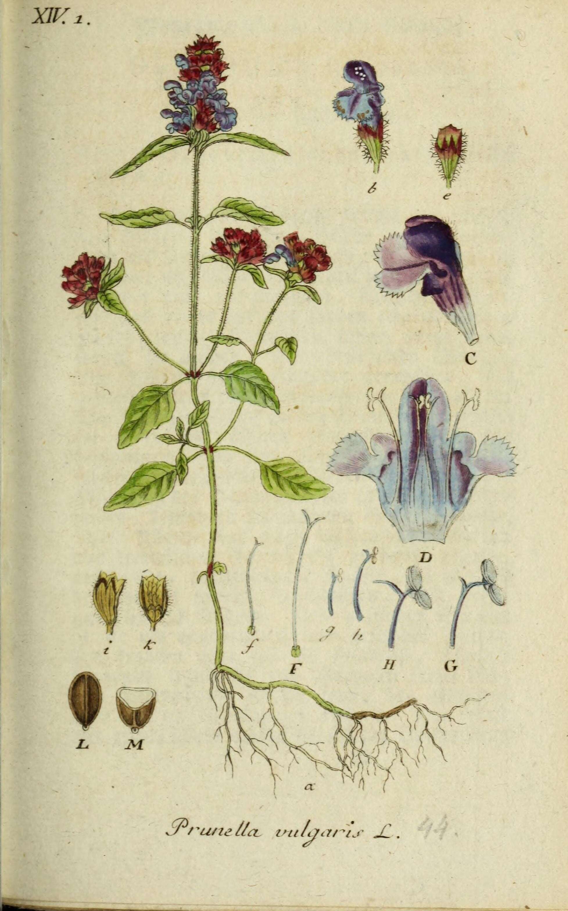 Image of common selfheal