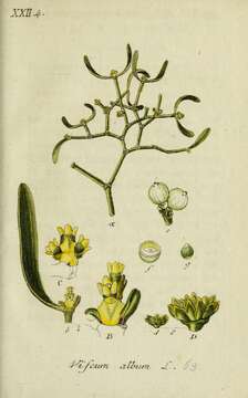 Image of European mistletoe