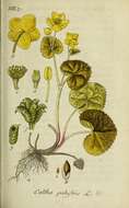 Image of Marsh-marigold