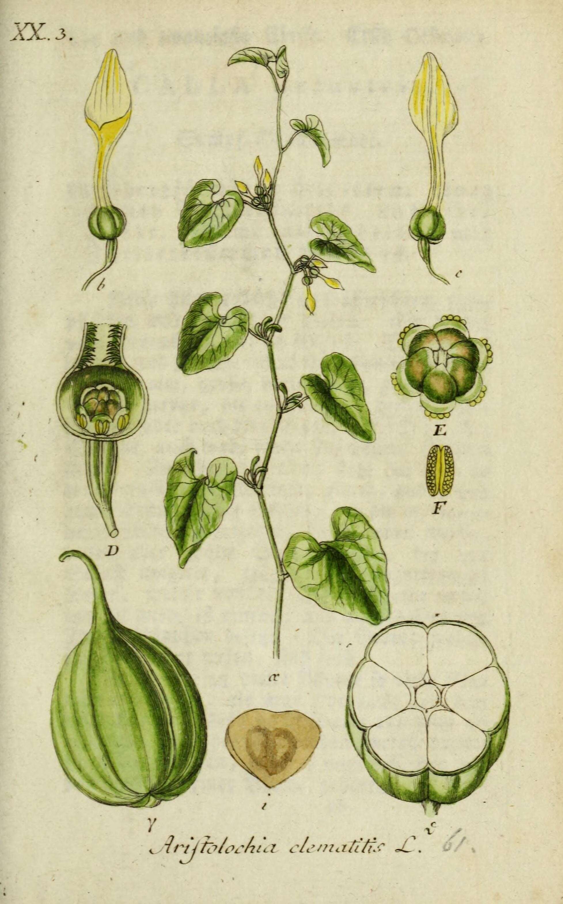 Image of European birthwort