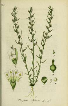 Image de Thesium alpinum L.