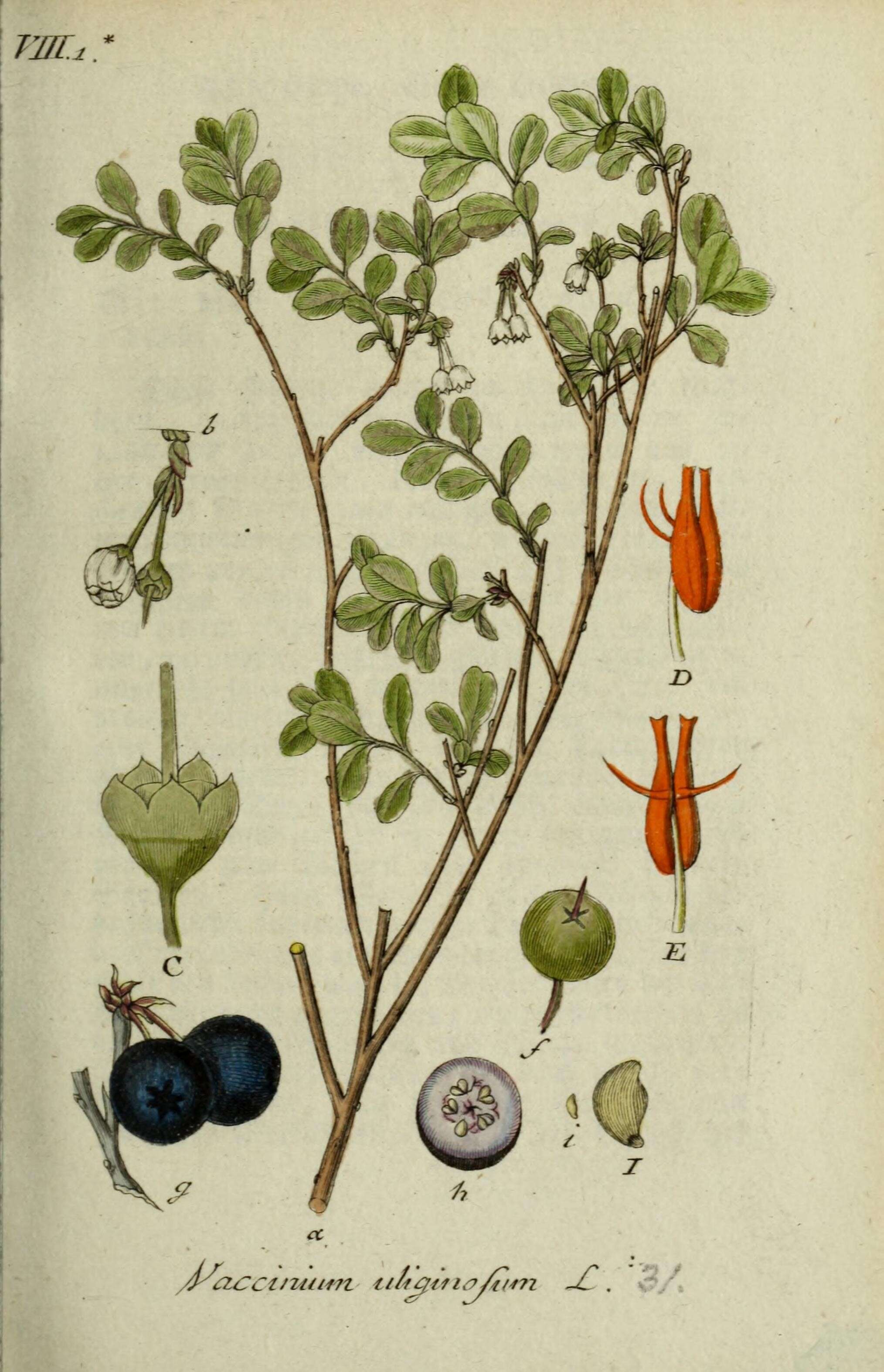Image of alpine bilberry