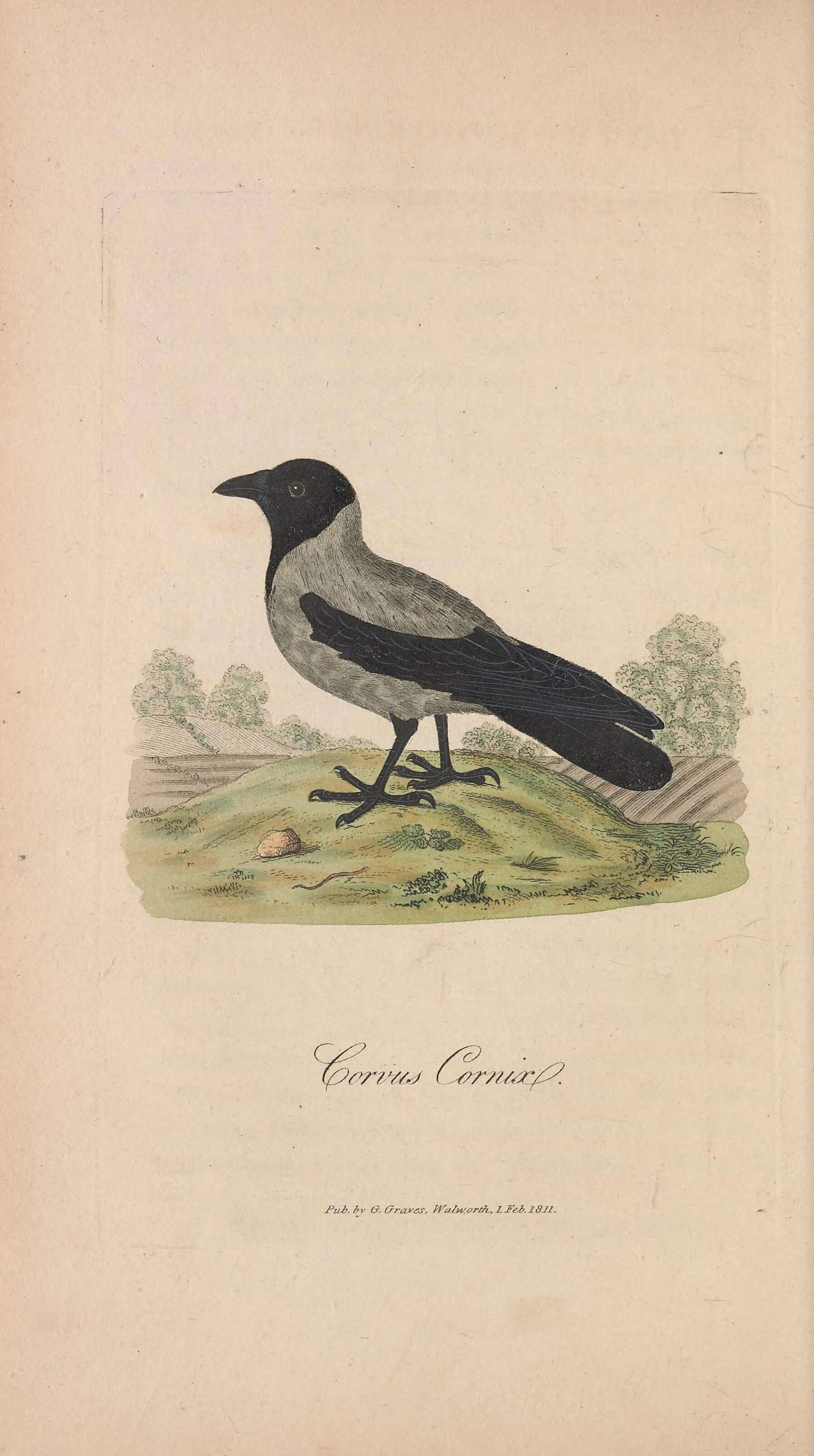 Imagem de Corvus cornix Linnaeus 1758