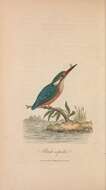 Image of Alcedo Linnaeus 1758