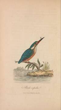 Image of Alcedo Linnaeus 1758