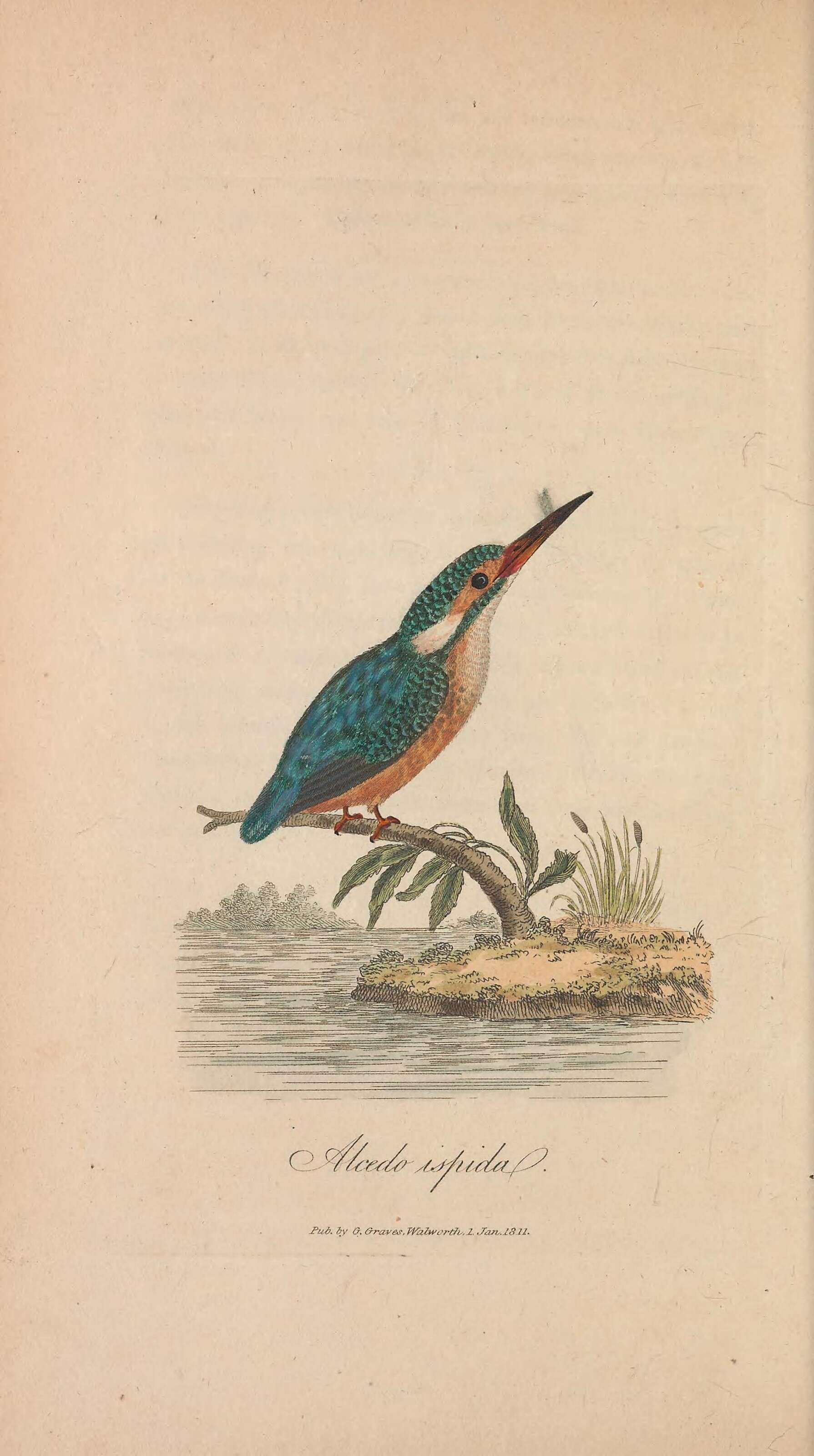 Image of Alcedo Linnaeus 1758