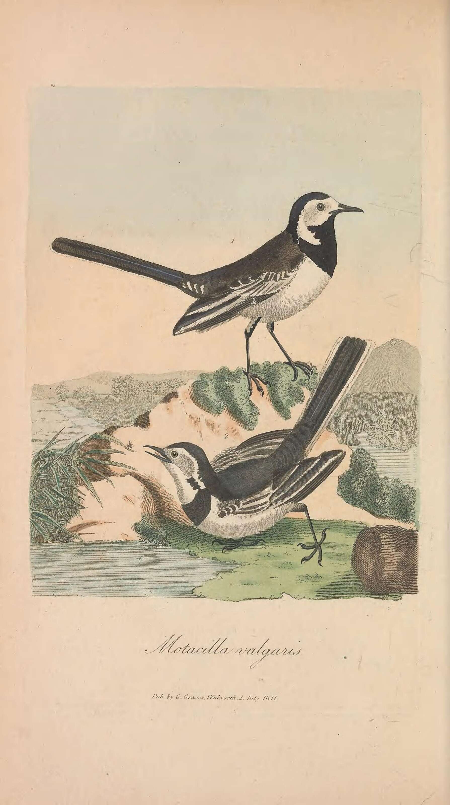 Image of Pied Wagtail and White Wagtail