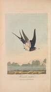 Image of Hirundo Linnaeus 1758