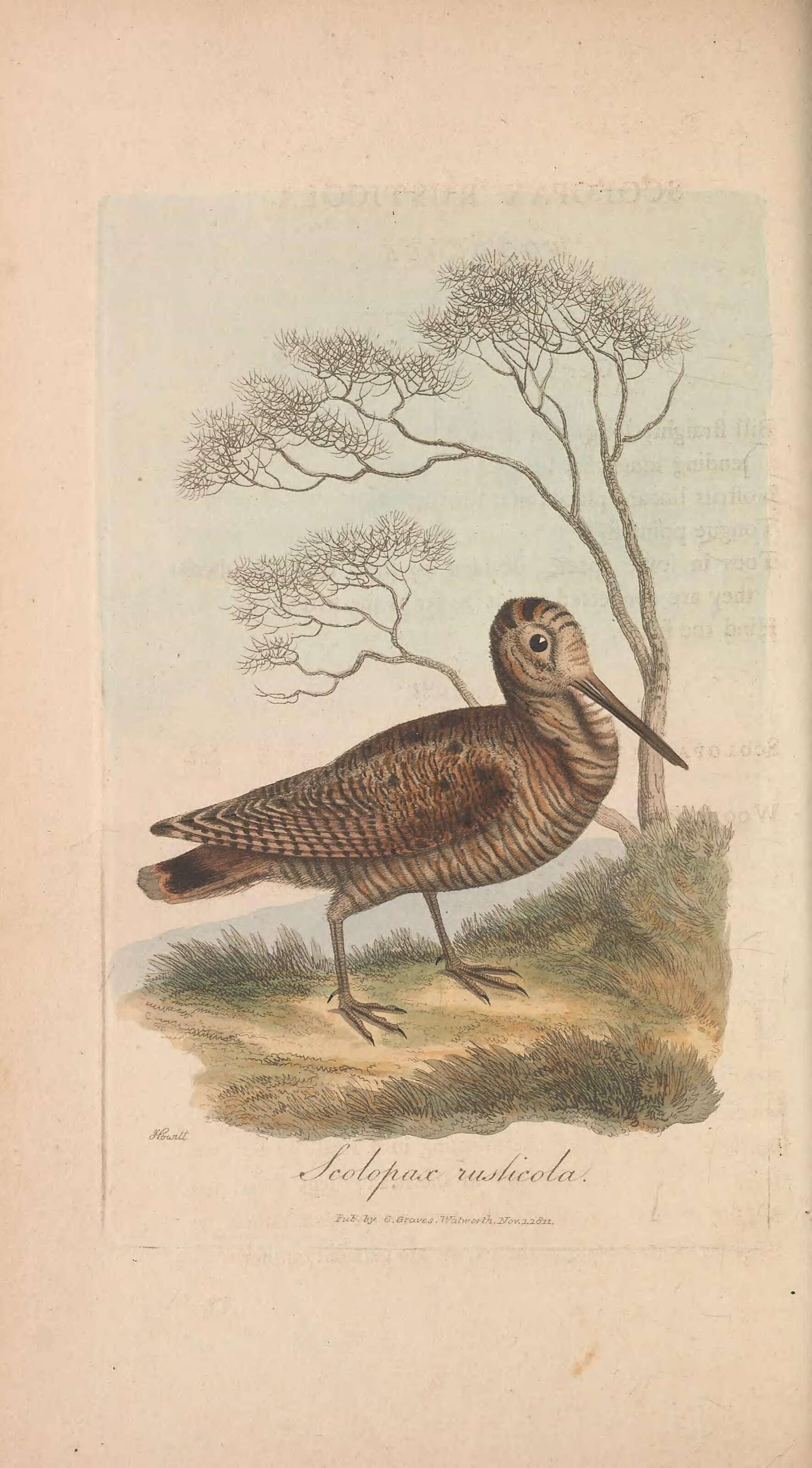 Image of woodcock, eurasian woodcock
