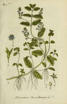 Image of brooklime, water, marsh speedwell