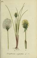 Image of Hare's-tail cottongrass