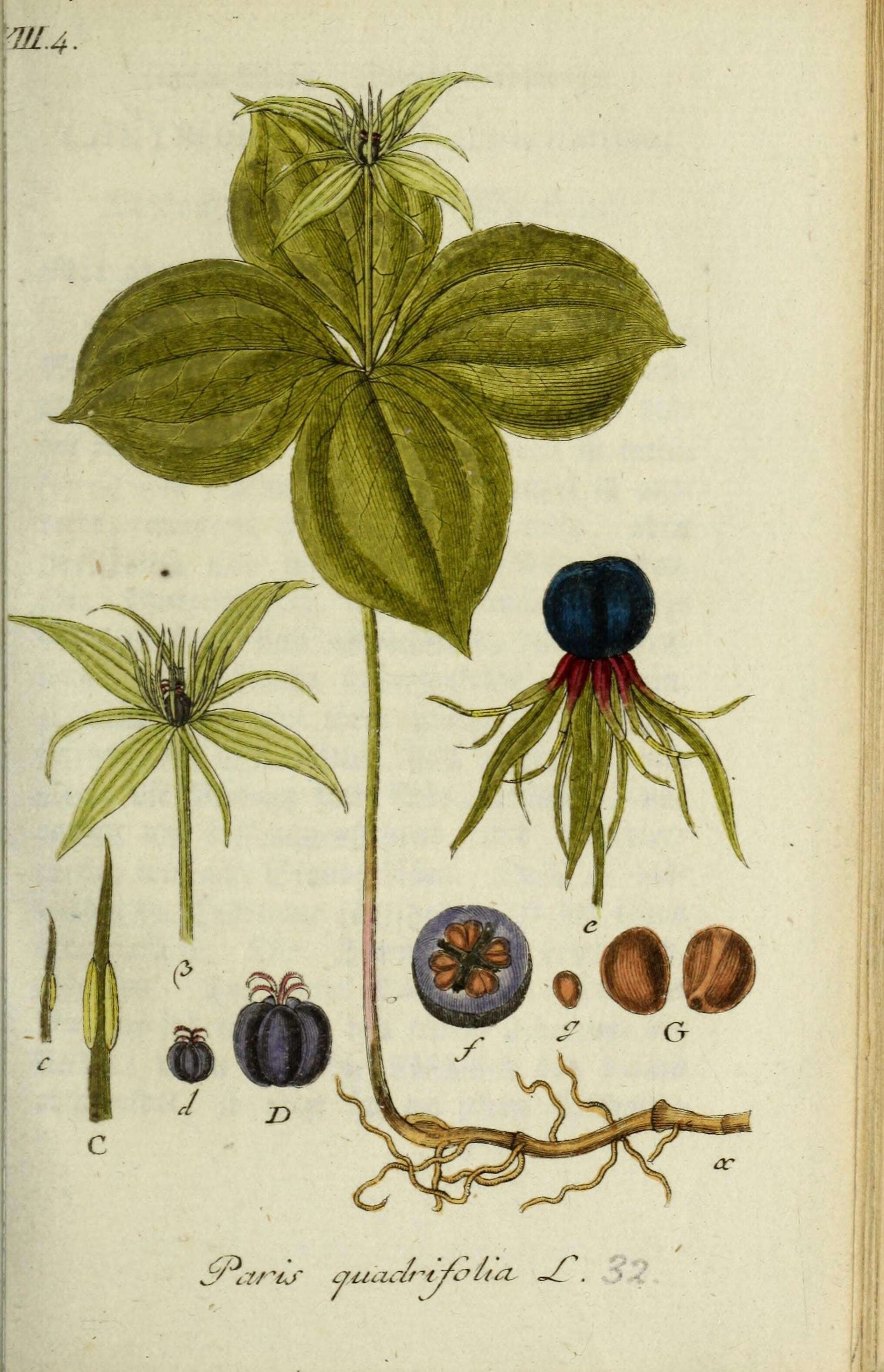 Image of herb Paris