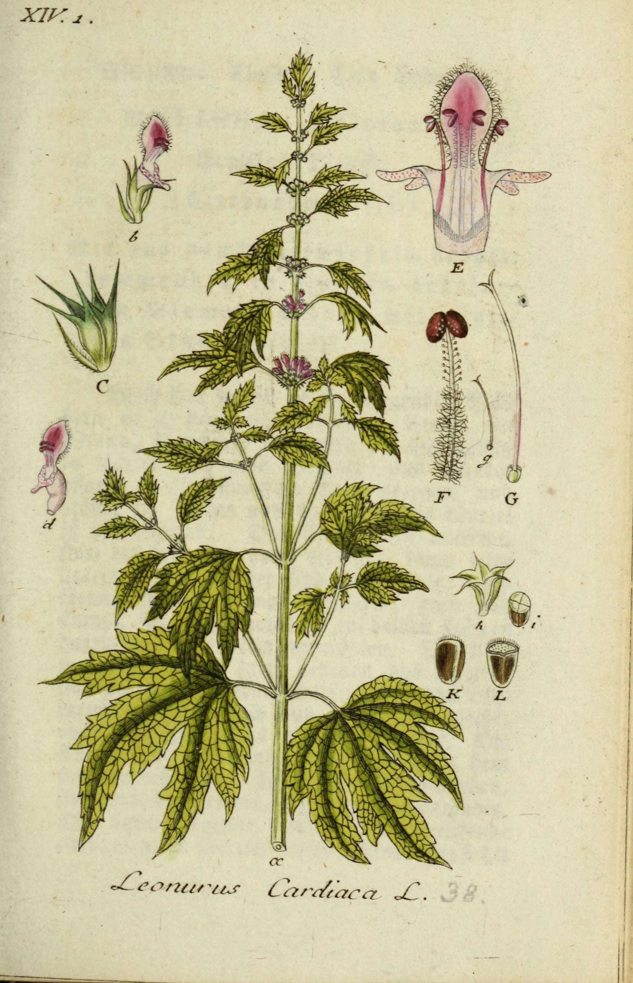 Image of common motherwort