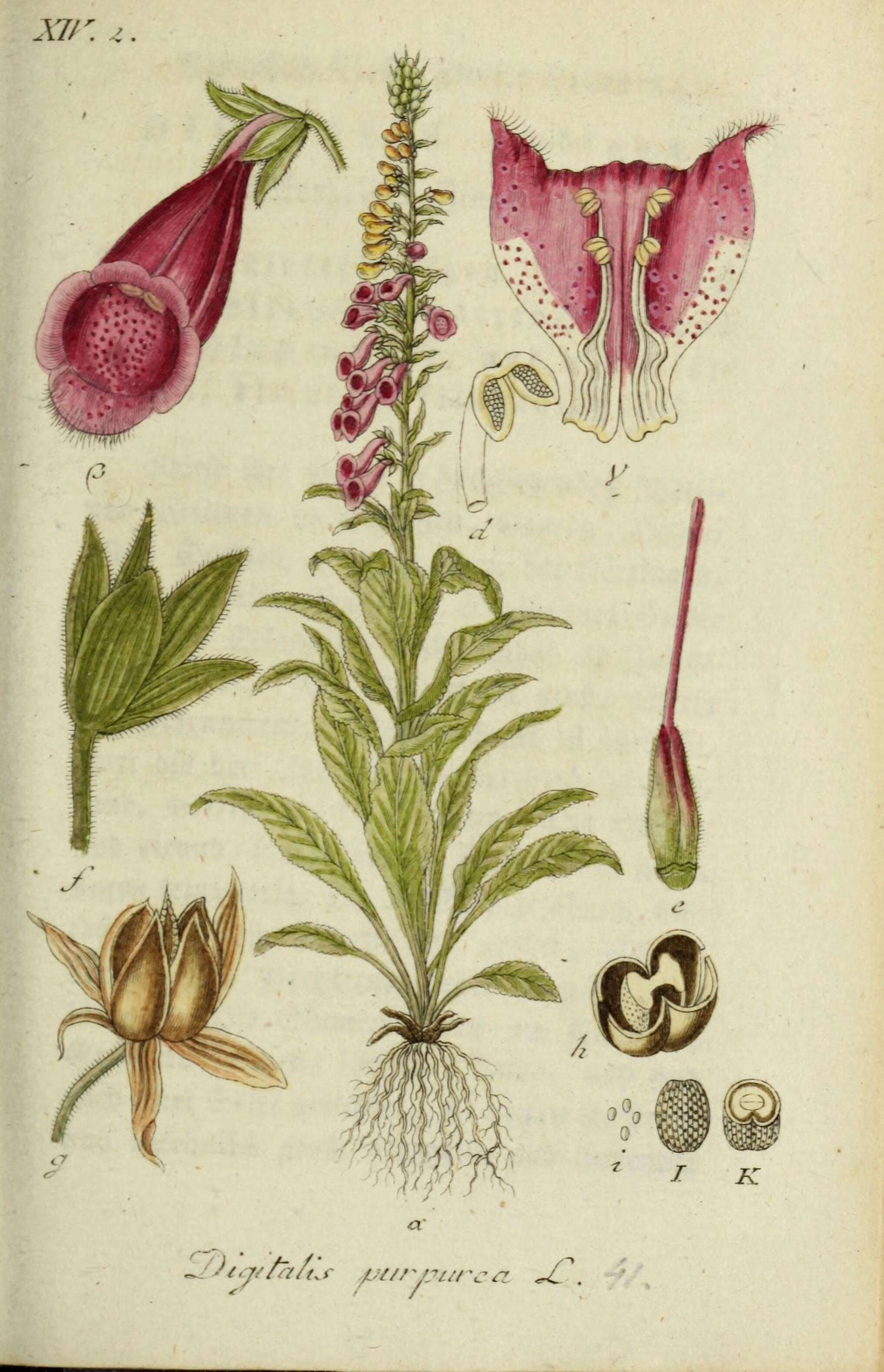 Imagem de Digitalis purpurea L.