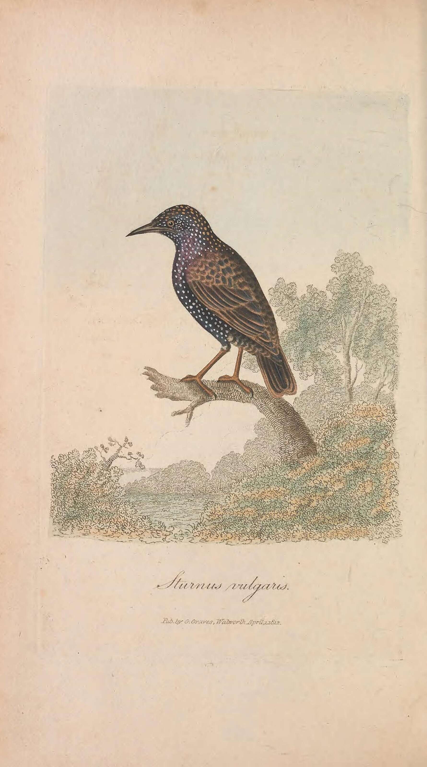 Image of Sturnus Linnaeus 1758