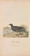 Image of Common Moorhen