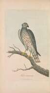 Image of Montagu's Harrier