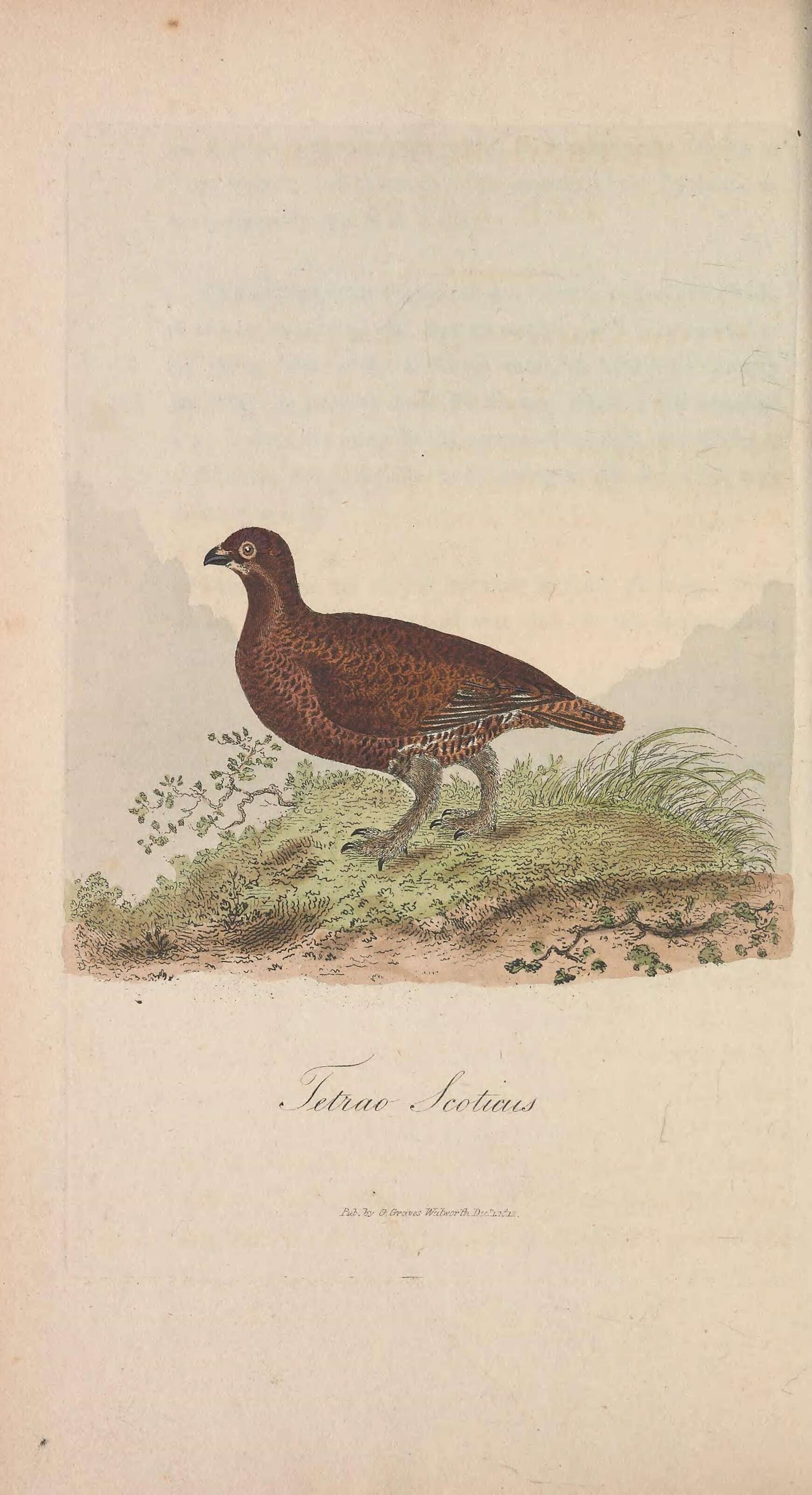 Image of Red Grouse