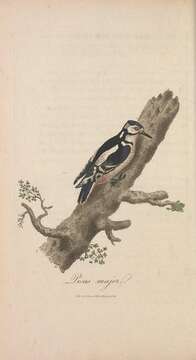 Image of Great Spotted Woodpecker