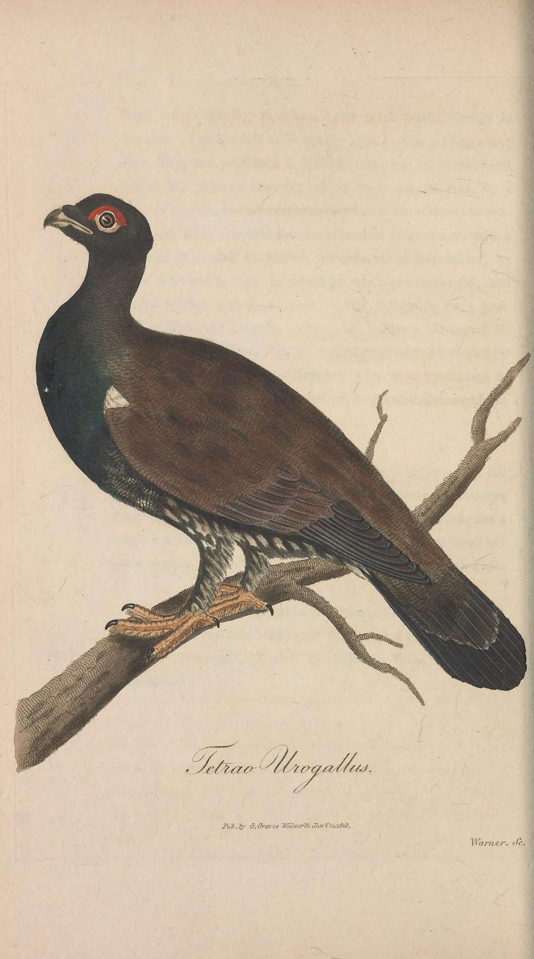 Image of Tetrao Linnaeus 1758