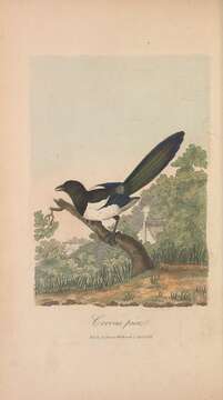 Image of magpie