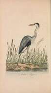 Image of Grey Heron