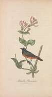 Image of Common Redstart