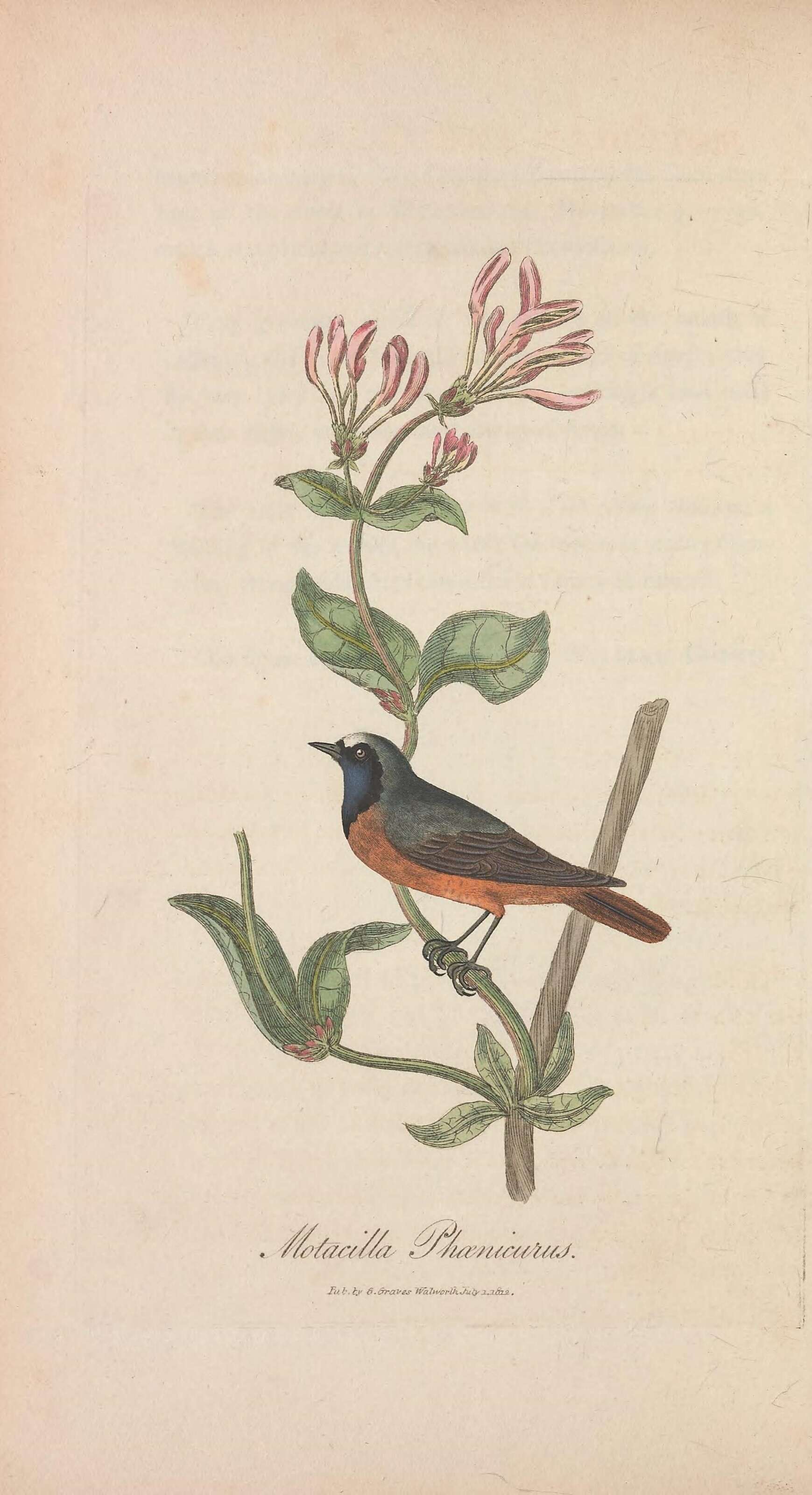 Image of Common Redstart