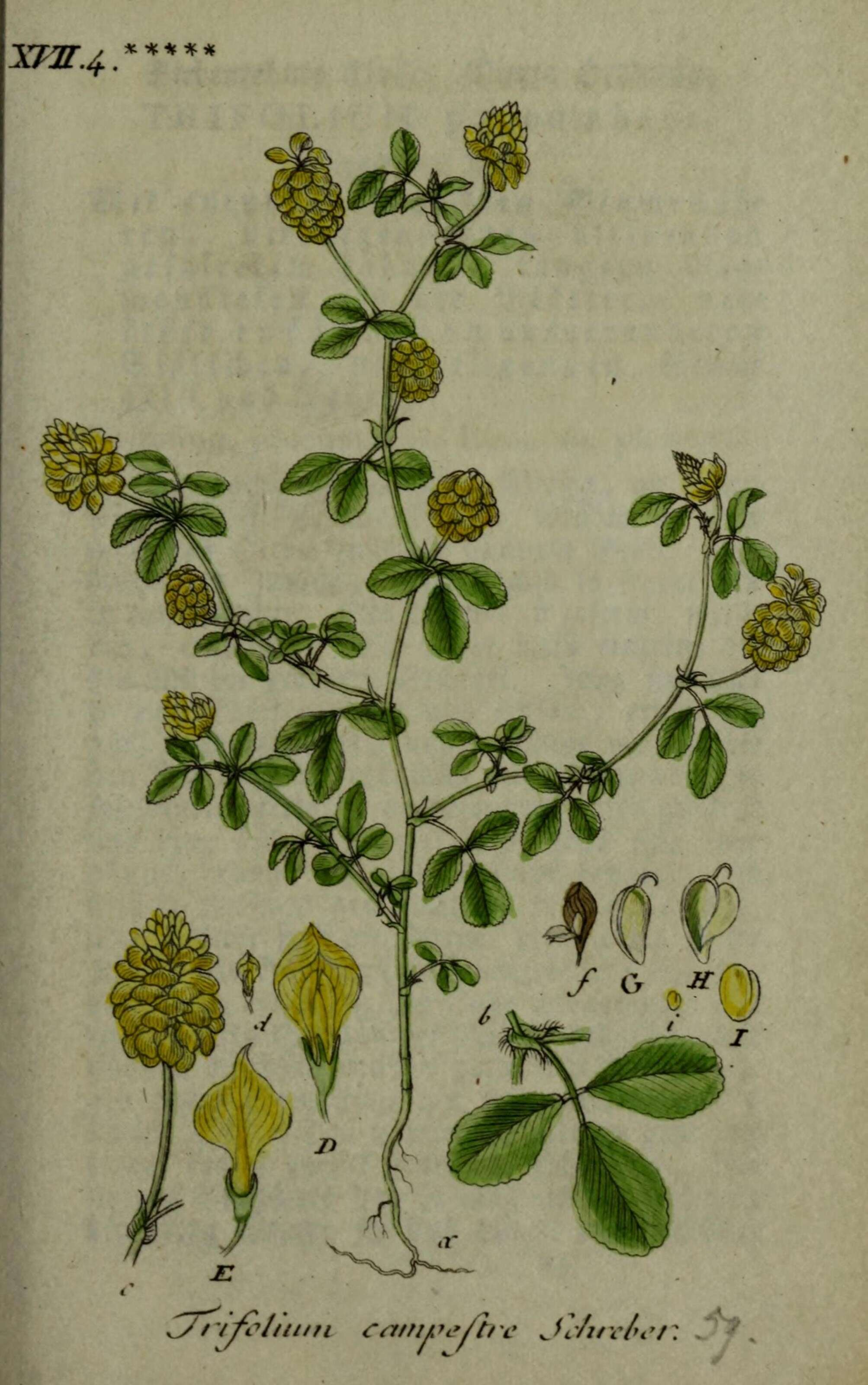 Image of field clover