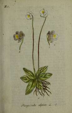 Image of Pinguicula alpina L.