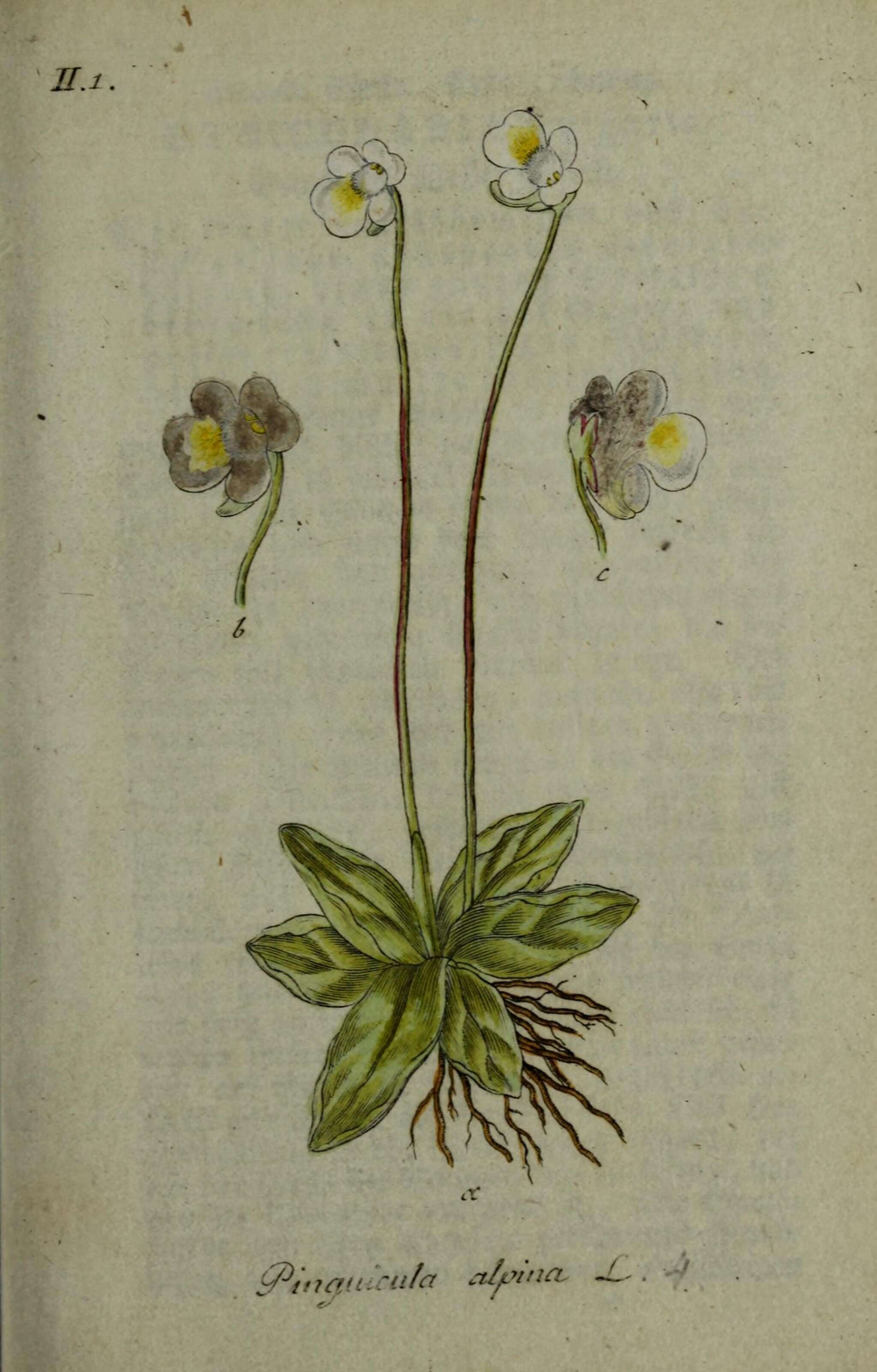 Image of Alpine Butterwort