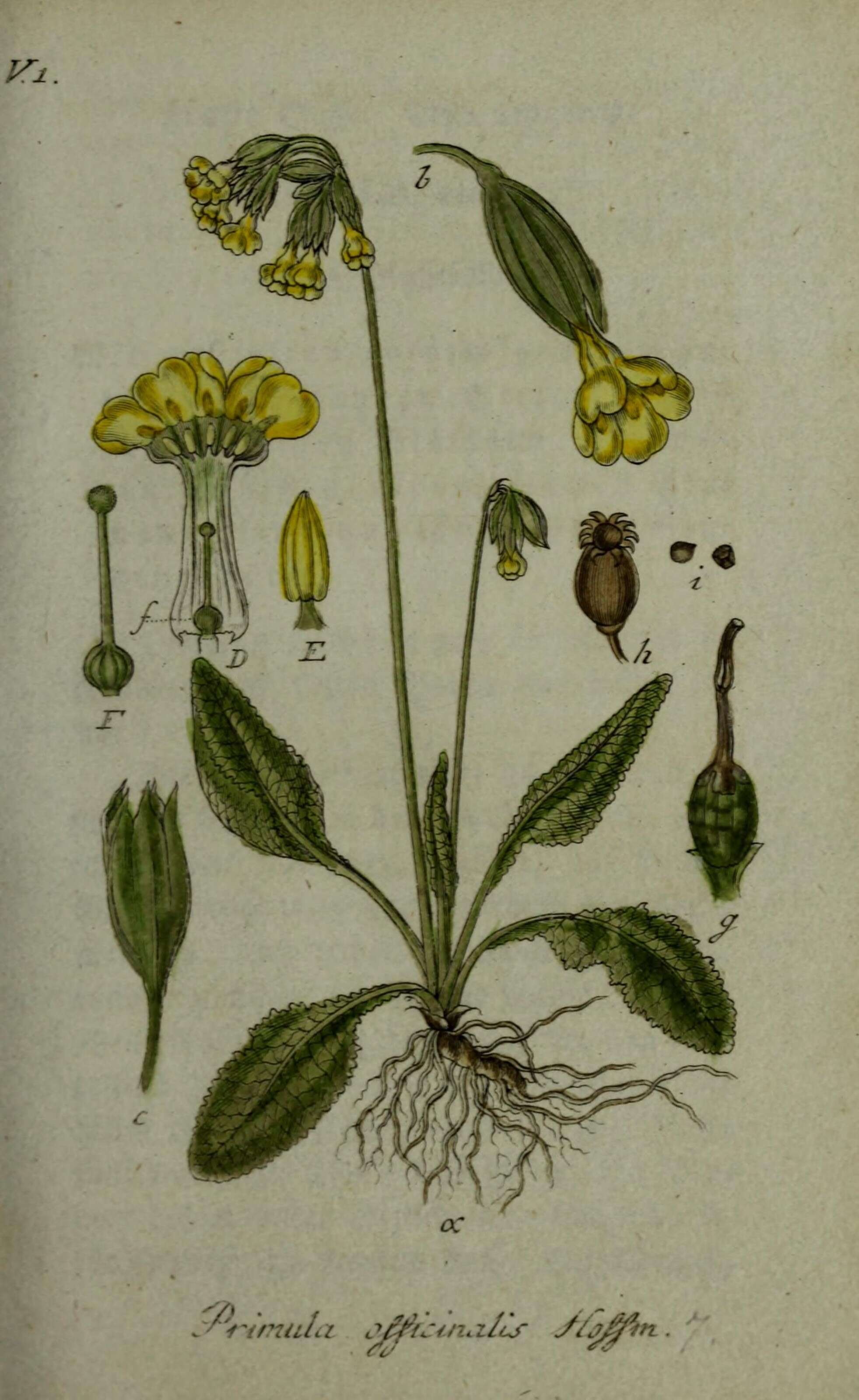 Image of Primula veris subsp. veris