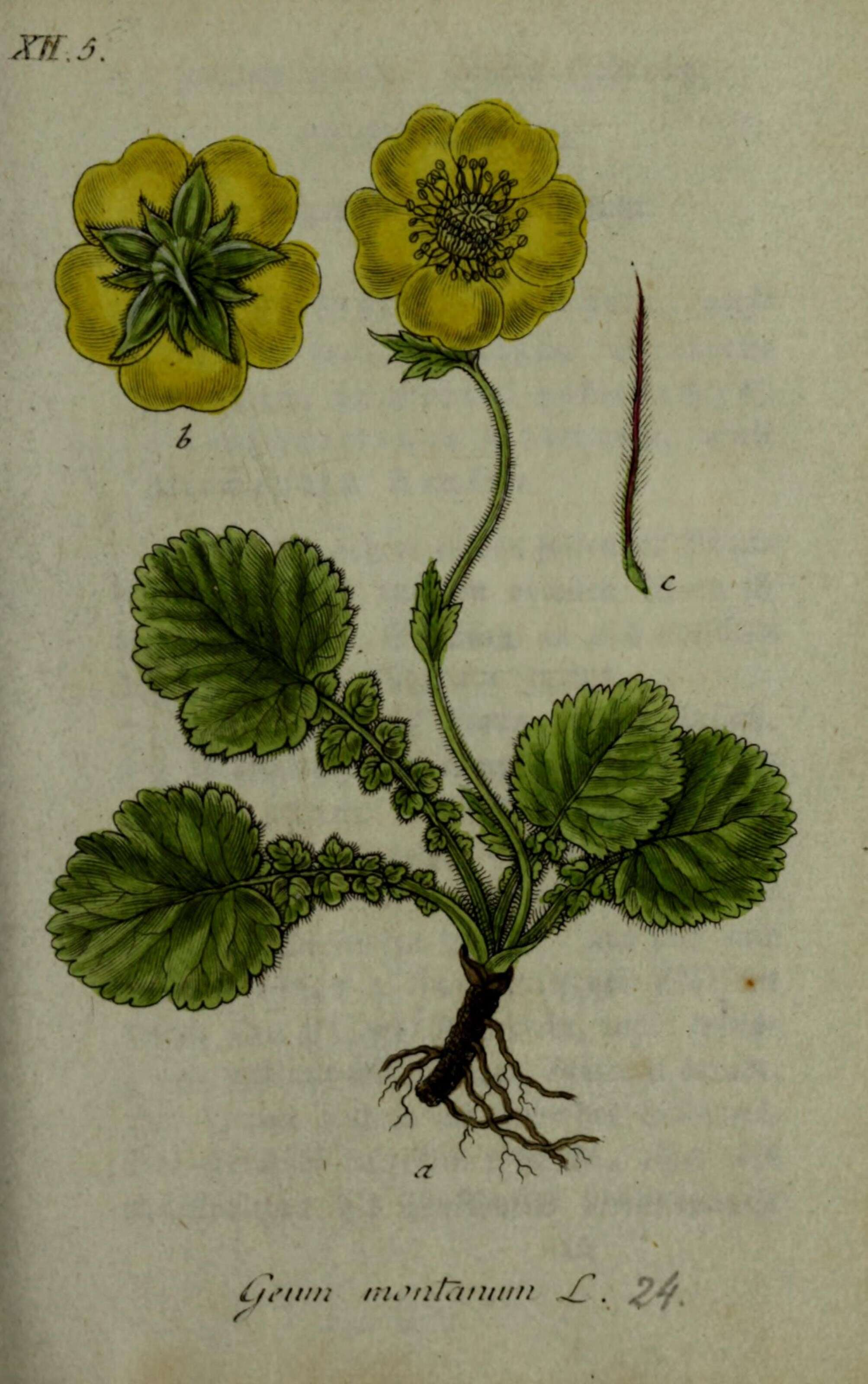 Image of Geum montanum L.