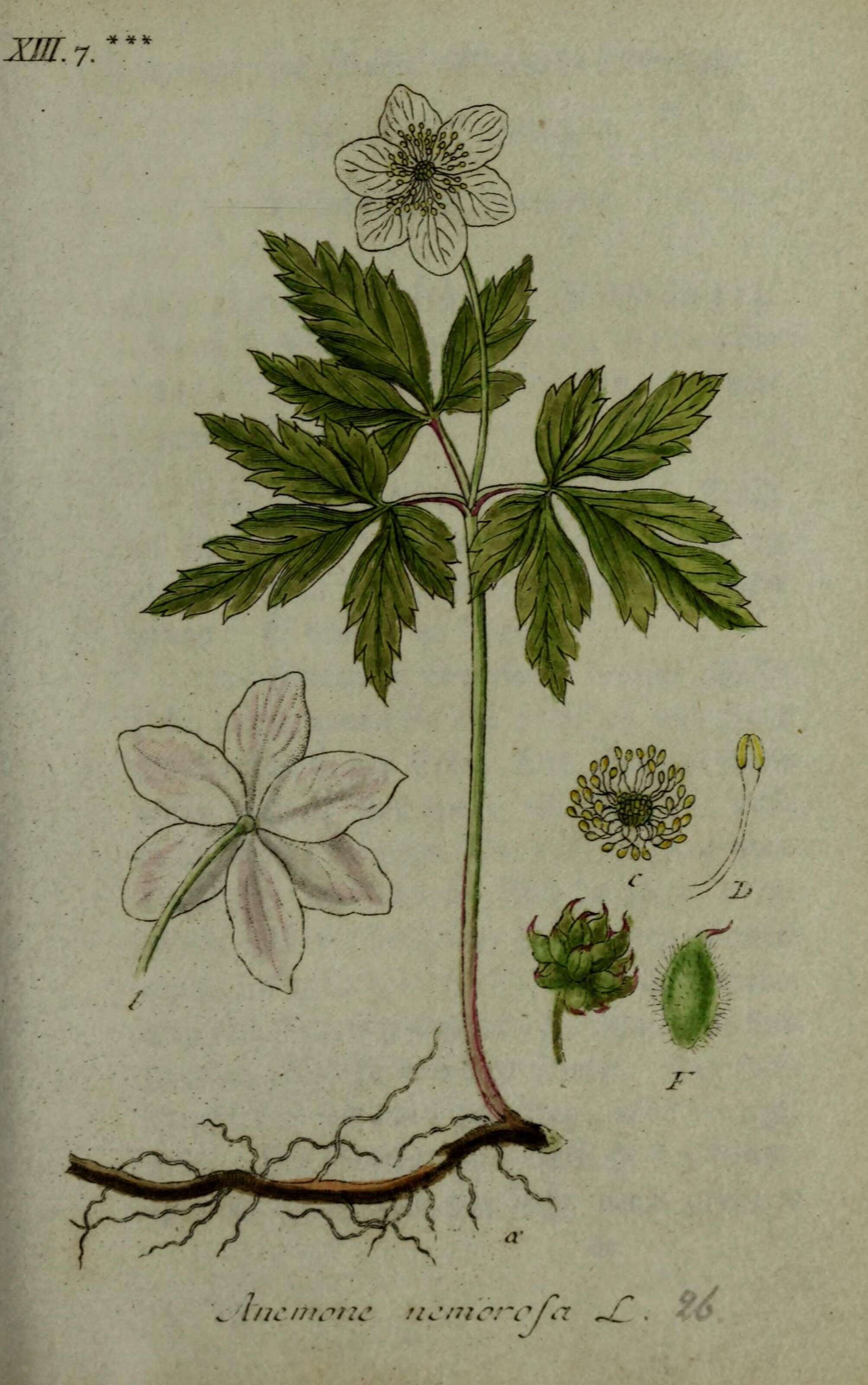 Image of European thimbleweed